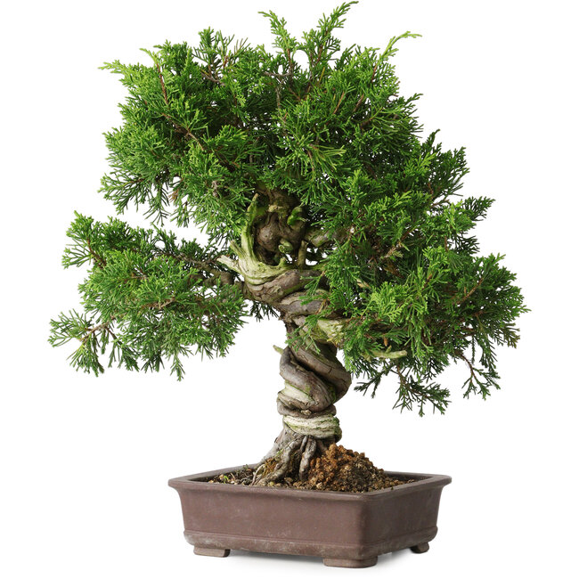 Juniperus chinensis Itoigawa, 32 cm, ± 35 años