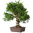 Juniperus chinensis Itoigawa, 32 cm, ± 35 jaar oud