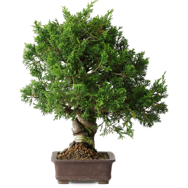 Juniperus chinensis Itoigawa, 32 cm, ± 35 años