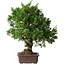 Juniperus chinensis Itoigawa, 32 cm, ± 35 jaar oud
