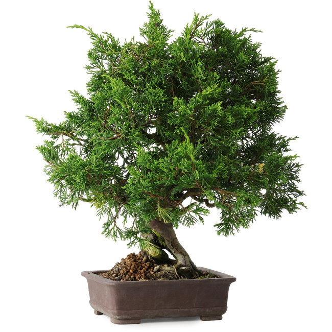Juniperus chinensis Itoigawa, 32 cm, ± 35 anni