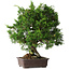 Juniperus chinensis Itoigawa, 32 cm, ± 35 Jahre alt