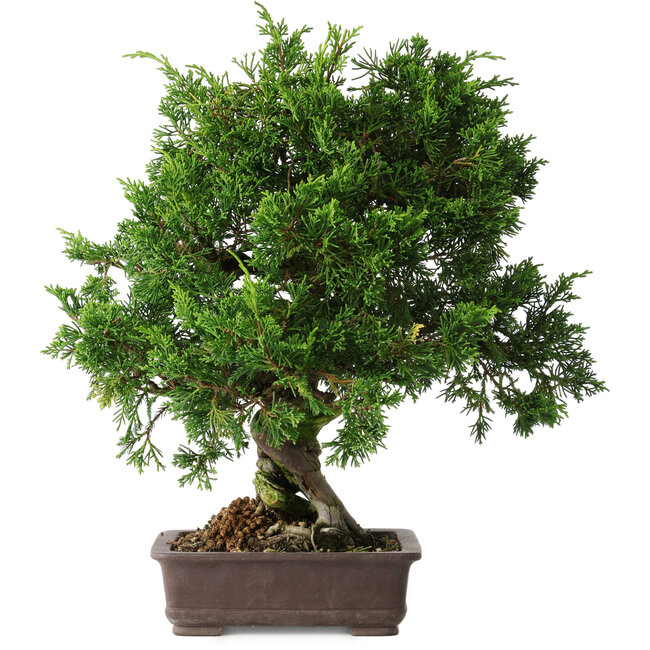 Juniperus chinensis Itoigawa, 32 cm, ± 35 años