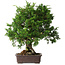 Juniperus chinensis Itoigawa, 32 cm, ± 35 years old
