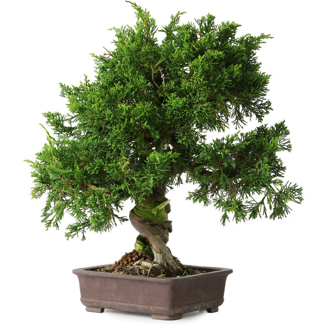 Juniperus chinensis Itoigawa, 32 cm, ± 35 ans