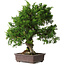 Juniperus chinensis Itoigawa, 32 cm, ± 35 jaar oud