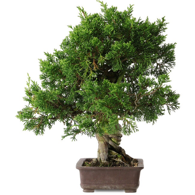 Juniperus chinensis Itoigawa, 32 cm, ± 35 años