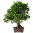 Juniperus chinensis Itoigawa, 32 cm, ± 35 jaar oud