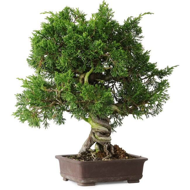 Juniperus chinensis Itoigawa, 32 cm, ± 35 Jahre alt