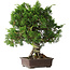 Juniperus chinensis Itoigawa, 32 cm, ± 35 years old