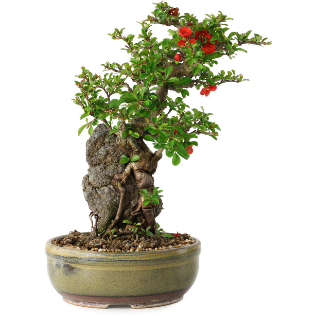 Chaenomeles speciosa, 25 cm, ± 20 years old, with a stone of 7,5 cm in diameter