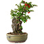 Chaenomeles speciosa, 25 cm, ± 20 years old, with a stone of 7,5 cm in diameter