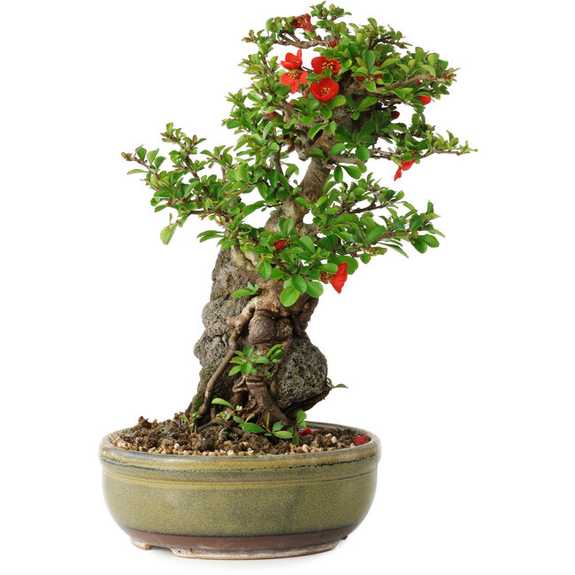 Chaenomeles speciosa, 25 cm, ± 20 jaar oud, met een steen van 7,5 cm in diameter