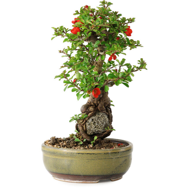 Chaenomeles speciosa, 25 cm, ± 20 años, con un hueso de 7,5 cm de diámetro.
