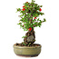 Chaenomeles speciosa, 25 cm, ± 20 years old, with a stone of 7,5 cm in diameter