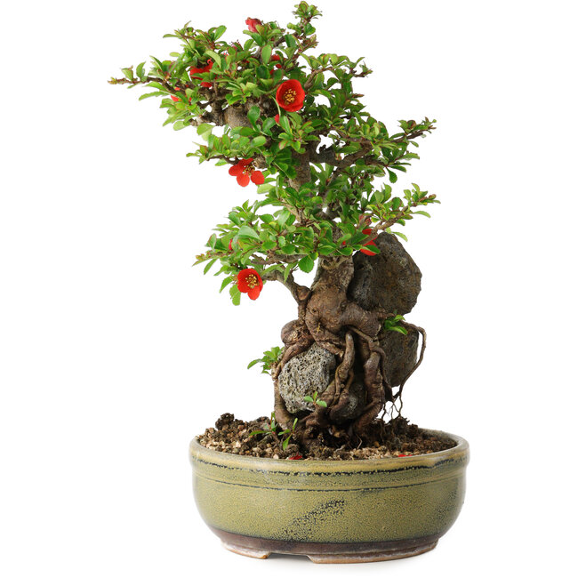 Chaenomeles speciosa, 25 cm, ± 20 ans, avec un noyau de 7,5 cm de diamètre