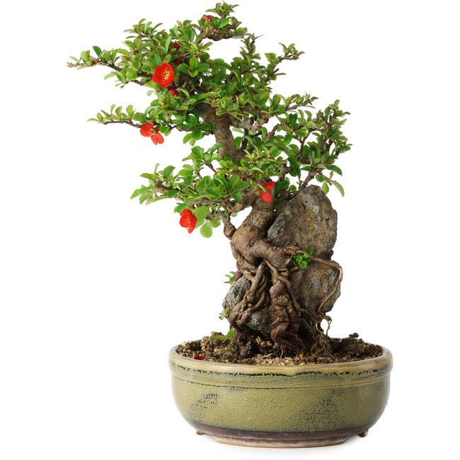 Chaenomeles speciosa, 25 cm, ± 20 years old, with a stone of 7,5 cm in diameter
