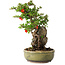 Chaenomeles speciosa, 25 cm, ± 20 years old, with a stone of 7,5 cm in diameter