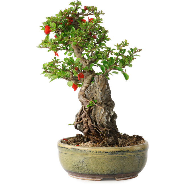 Chaenomeles speciosa, 25 cm, ± 20 años, con un hueso de 7,5 cm de diámetro.