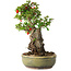 Chaenomeles speciosa, 25 cm, ± 20 Jahre alt, mit einem Stein von 7,5 cm Durchmesser