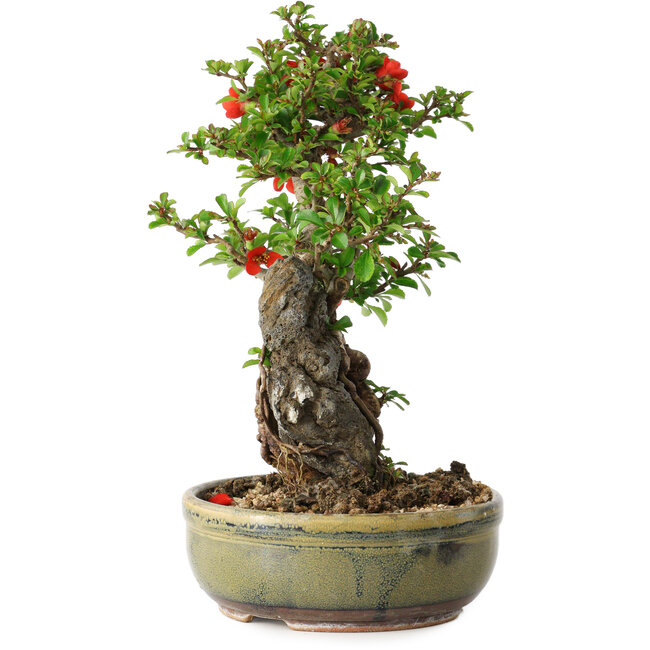 Chaenomeles speciosa, 25 cm, ± 20 años, con un hueso de 7,5 cm de diámetro.