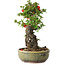 Chaenomeles speciosa, 25 cm, ± 20 jaar oud, met een steen van 7,5 cm in diameter