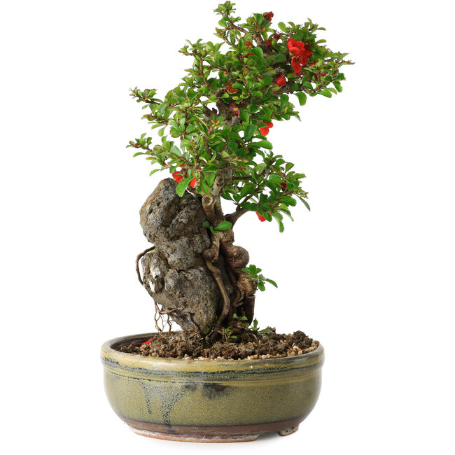 Chaenomeles speciosa, 25 cm, ± 20 años, con un hueso de 7,5 cm de diámetro.