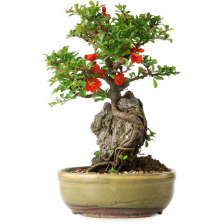 Chaenomeles speciosa, 24 cm, ± 20 years old