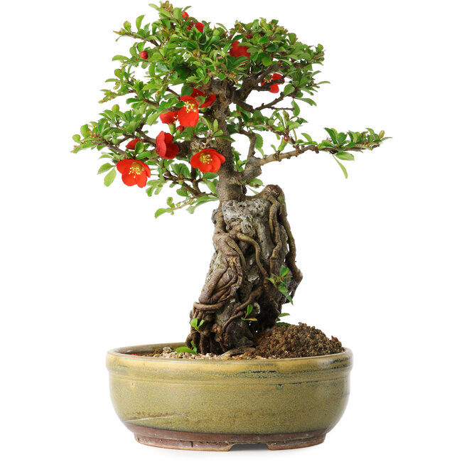 Chaenomeles speciosa, 24 cm, ± 20 years old, with a stone of 8,5 cm in diameter