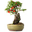 Chaenomeles speciosa, 24 cm, ± 20 years old, with a stone of 8,5 cm in diameter