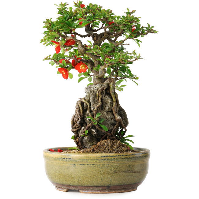 Chaenomeles speciosa, 24 cm, ± 20 years old, with a stone of 8,5 cm in diameter