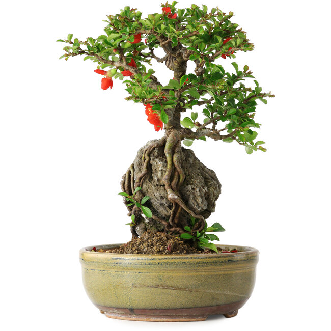 Chaenomeles speciosa, 24 cm, ± 20 anni, con un calcolo di 8,5 cm di diametro