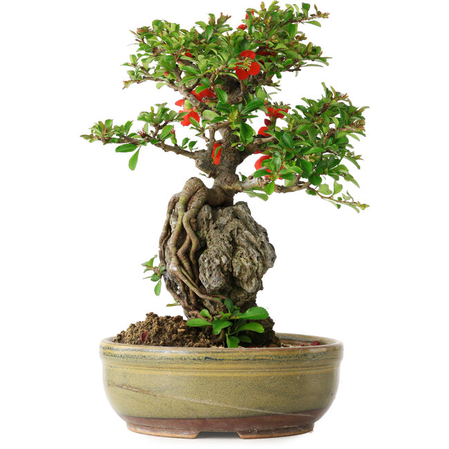 Chaenomeles speciosa, 24 cm, ± 20 jaar oud, met een steen van 8,5 cm in diameter