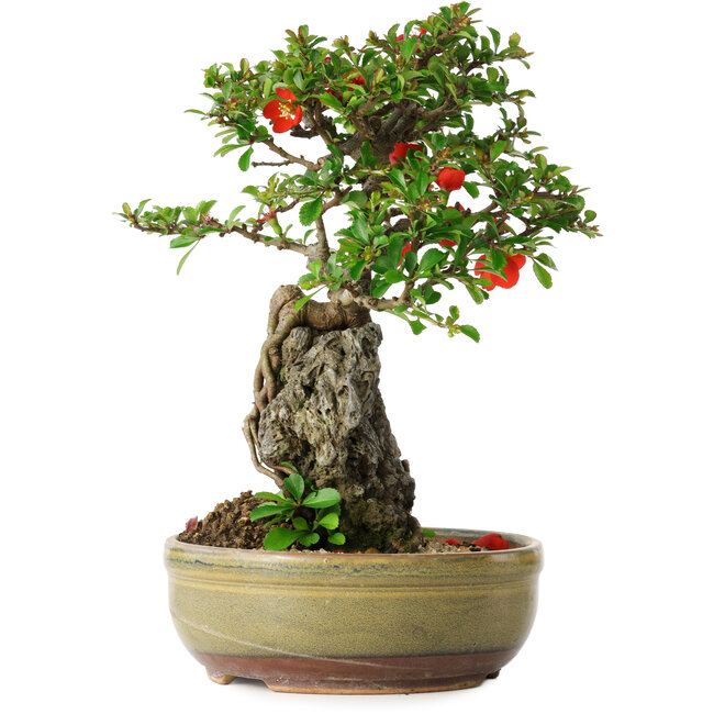 Chaenomeles speciosa, 24 cm, ± 20 ans, avec un noyau de 8,5 cm de diamètre