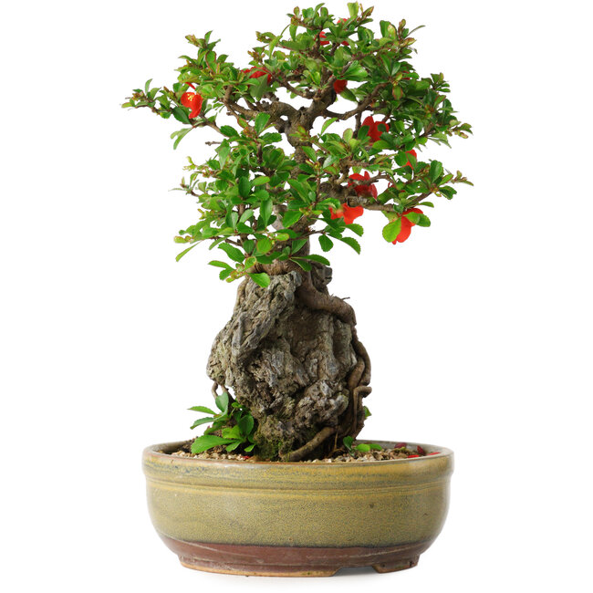 Chaenomeles speciosa, 24 cm, ± 20 years old, with a stone of 8,5 cm in diameter