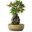 Chaenomeles speciosa, 24 cm, ± 20 jaar oud, met een steen van 8,5 cm in diameter