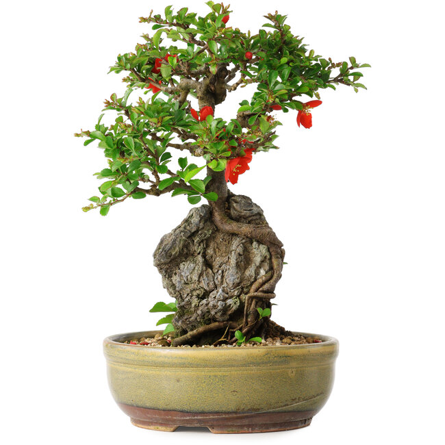 Chaenomeles speciosa, 24 cm, ± 20 Jahre alt, mit einem Stein von 8,5 cm Durchmesser