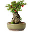 Chaenomeles speciosa, 20 cm, ± 20 años, con un hueso de 9 cm de diámetro.
