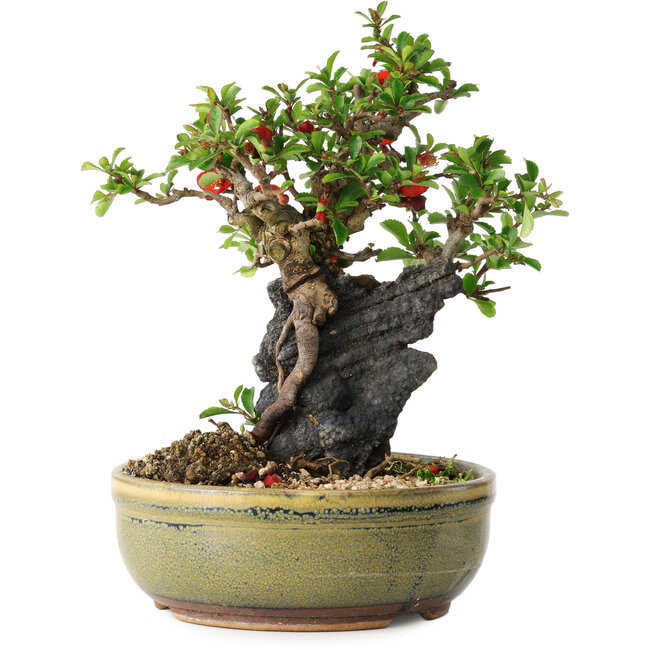 Chaenomeles speciosa, 20,5 cm, ± 20 years old, with a stone of 8 cm in diameter
