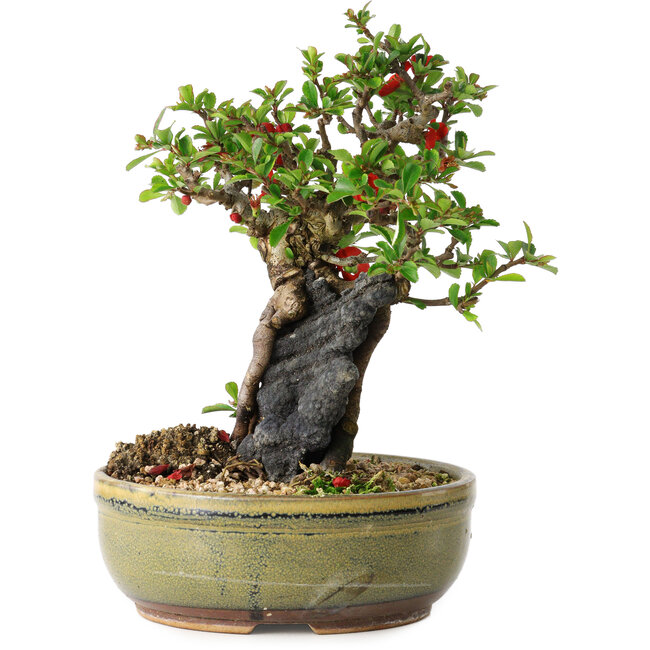 Chaenomeles speciosa, 20,5 cm, ± 20 jaar oud, met een steen van 8 cm diameter