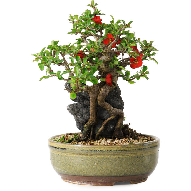 Chaenomeles speciosa, 20,5 cm, ± 20 ans, avec un noyau de 8 cm de diamètre