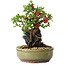 Chaenomeles speciosa, 20,5 cm, ± 20 jaar oud, met een steen van 8 cm diameter