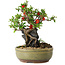 Chaenomeles speciosa, 20,5 cm, ± 20 jaar oud, met een steen van 8 cm diameter