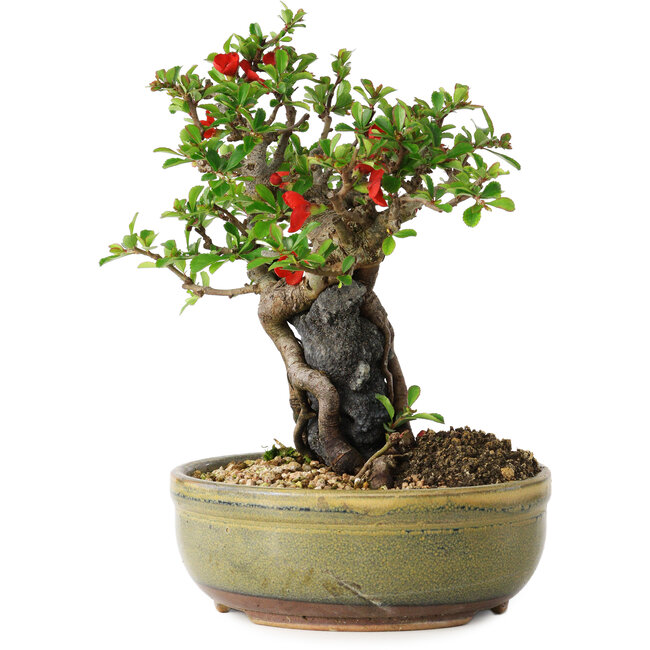 Chaenomeles speciosa, 20,5 cm, ± 20 ans, avec un noyau de 8 cm de diamètre