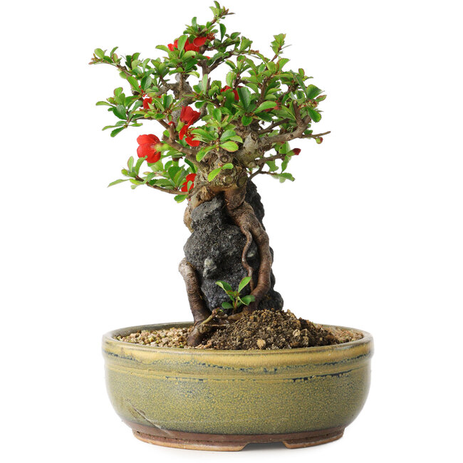 Chaenomeles speciosa, 20,5 cm, ± 20 years old, with a stone of 8 cm in diameter