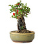Chaenomeles speciosa, 20,5 cm, ± 20 jaar oud, met een steen van 8 cm diameter