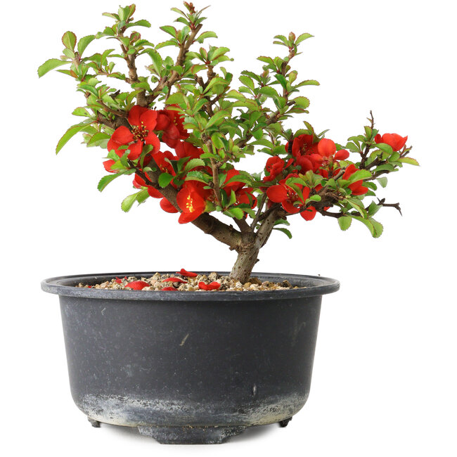 Chaenomeles speciosa, 12 cm, ± 9 Jahre alt