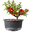 Chaenomeles speciosa, 12 cm, ± 9 años