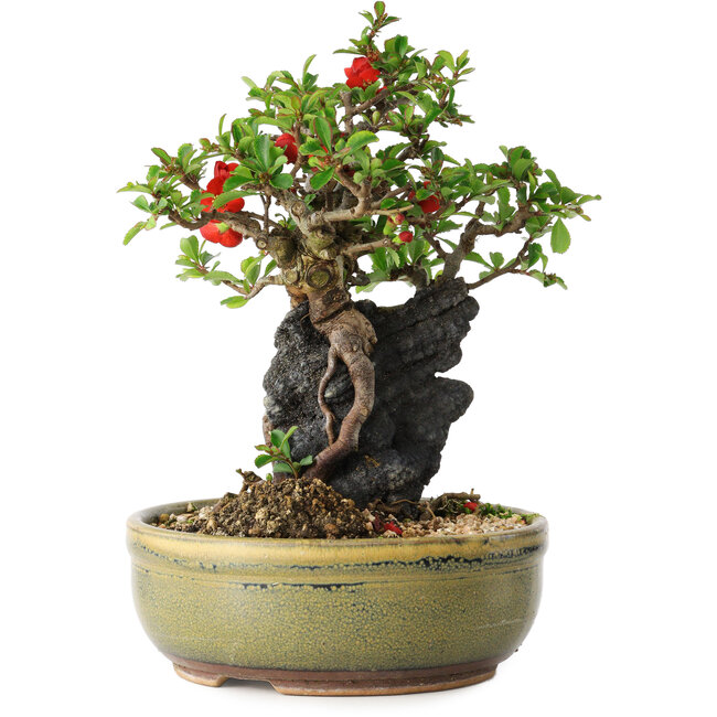 Chaenomeles speciosa, 20,5 cm, ± 20 Jahre alt, mit einem Stein von 8 cm Durchmesser