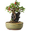 Chaenomeles speciosa, 20,5 cm, ± 20 jaar oud, met een steen van 8 cm diameter